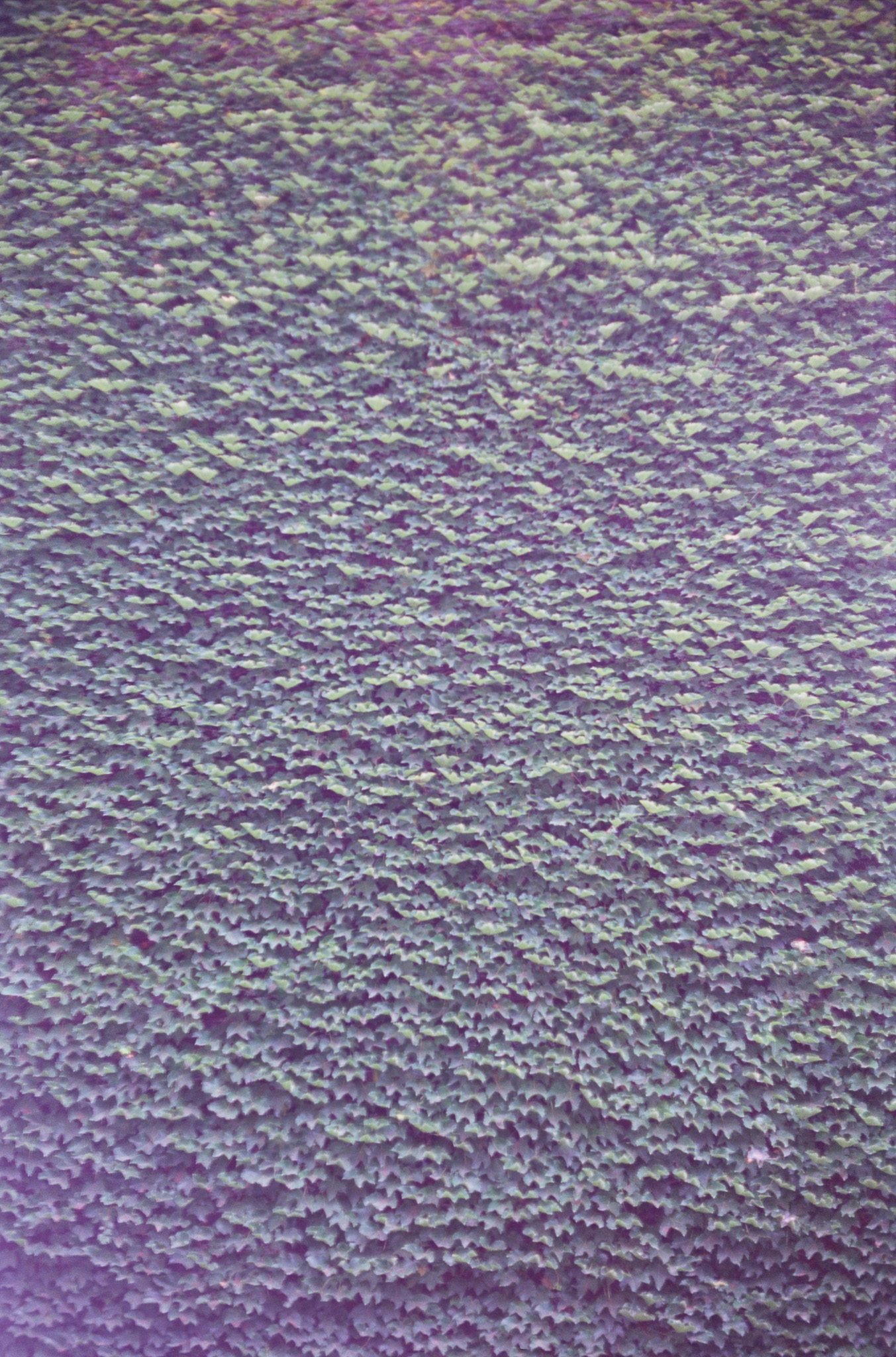 NickyFinn — abstract color, Kodak Ektachrome 100, 35mm.