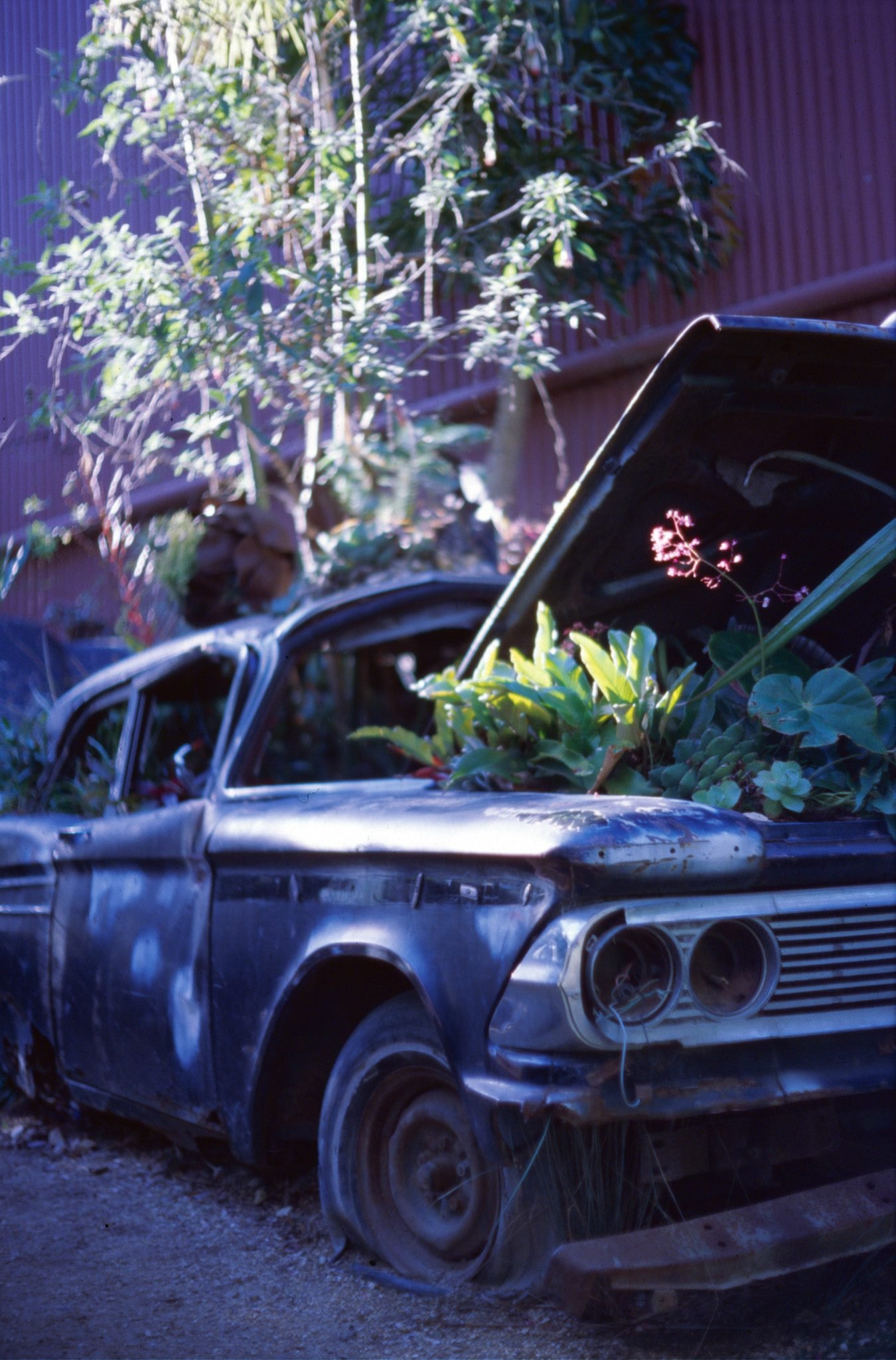 NickyFinn — abstract color study, Kodak Ektachrome 100G, 35mm.
