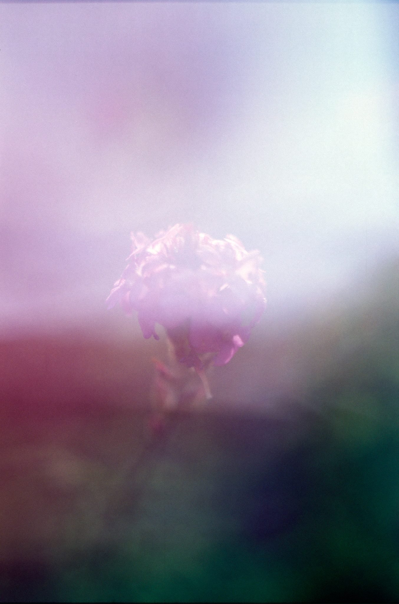 NickyFinn — botanical portrait, Fujichrome Velvia 50, 35mm.
