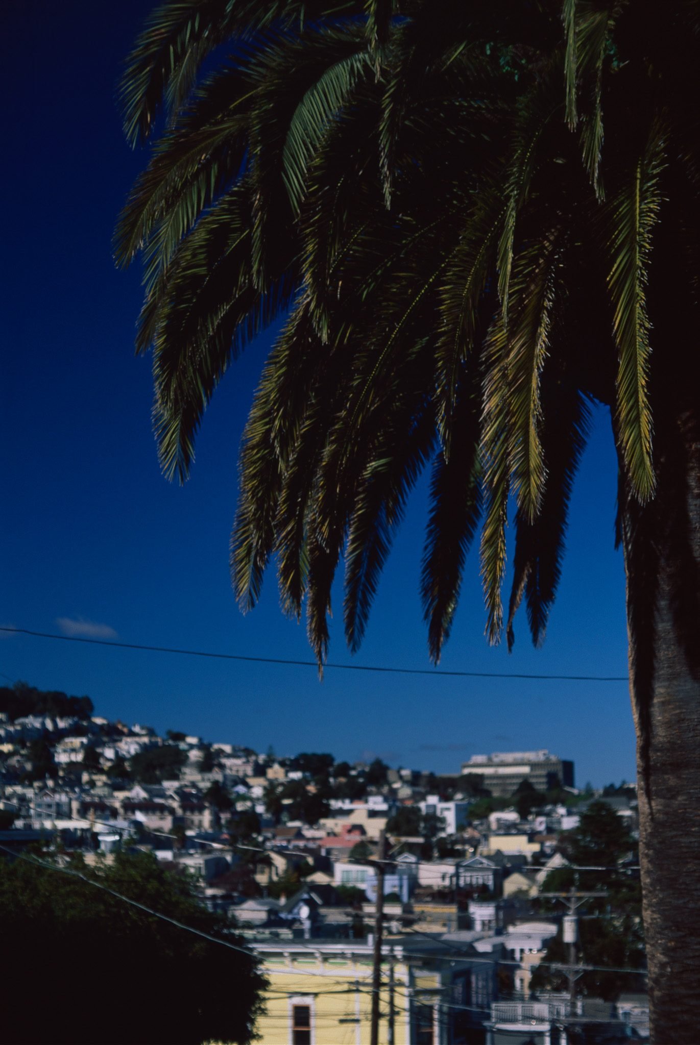 NickyFinn — close-up botanical, Fujichrome Velvia 50, 35mm.