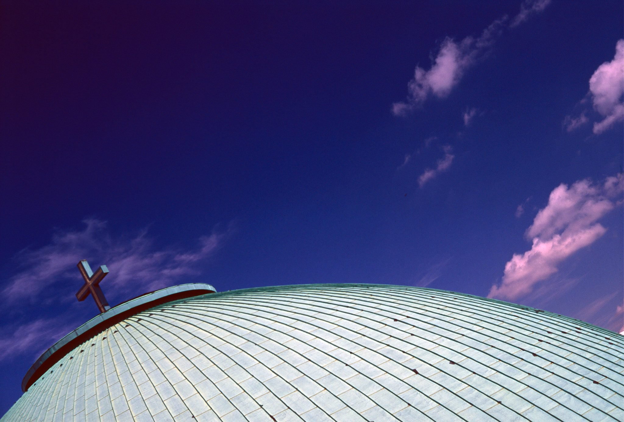 NickyFinn — botanical, Fujichrome Velvia 50, 35mm.