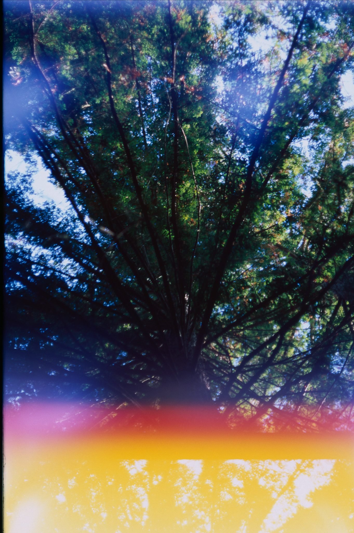 NickyFinn — botanical study, Fujichrome Velvia 50, 35mm.