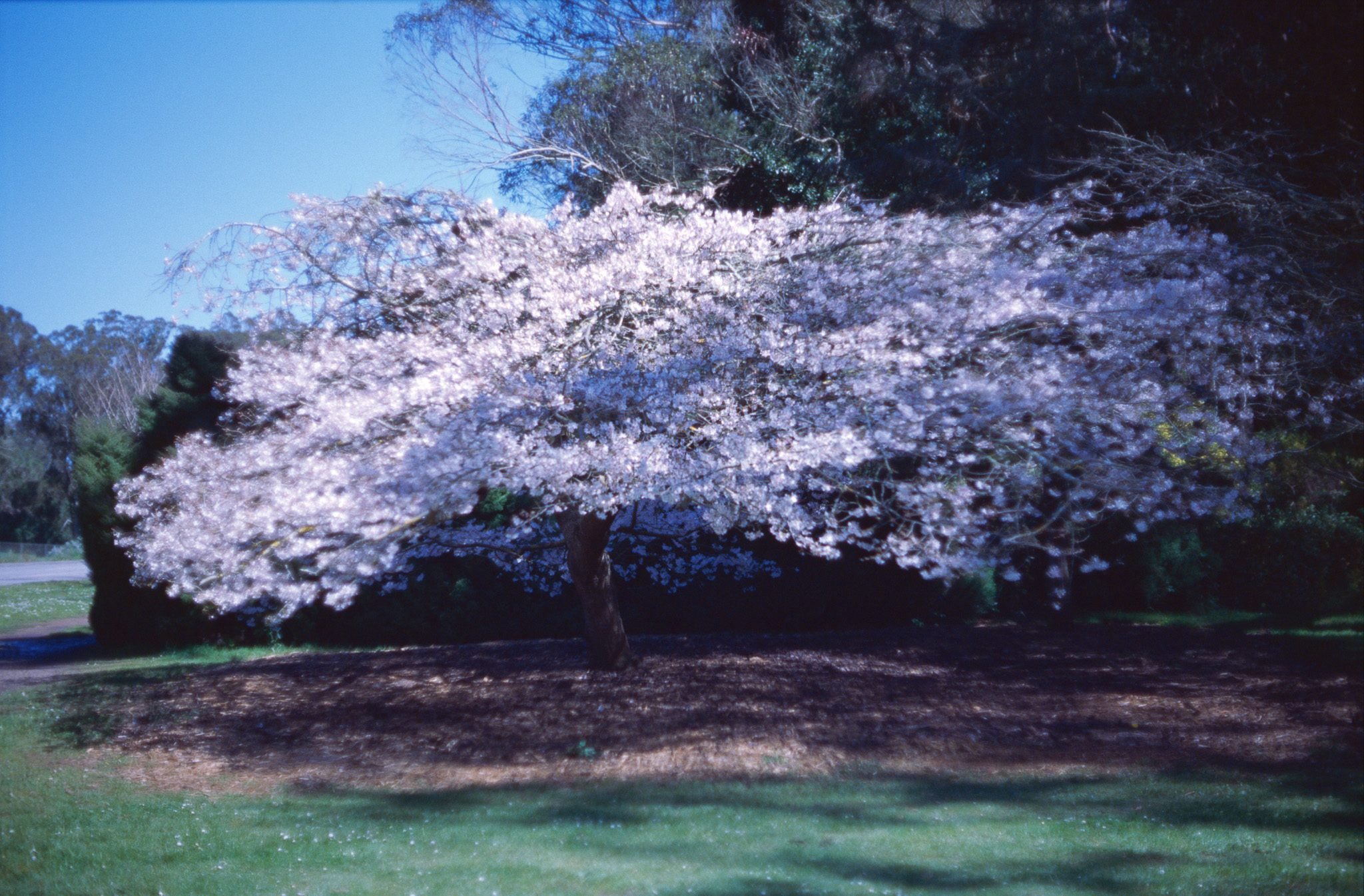 NickyFinn — landscape, Kodak Ektachrome 100G, 35mm.